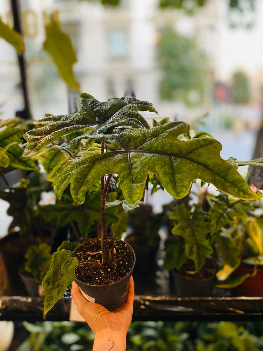 Alocasia Jacklyn med sine unike, pilformede blader i dype grønne nyanser, gir et eksotisk og dekorativt preg.