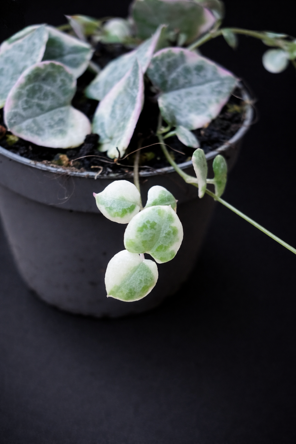 Ceropegia Woodii Variegata - Strings of Hearts