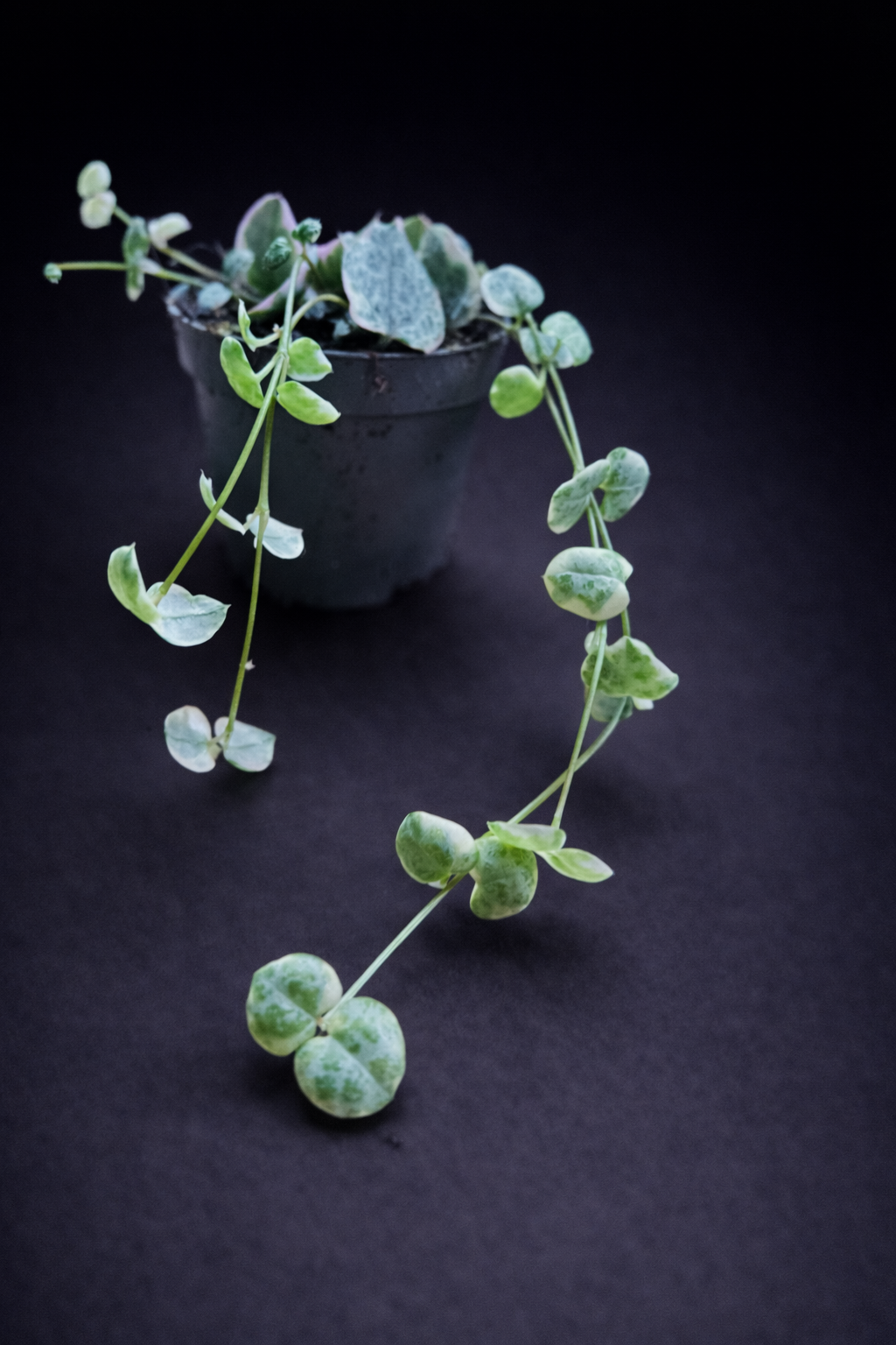 Ceropegia Woodii Variegata - Strings of Hearts