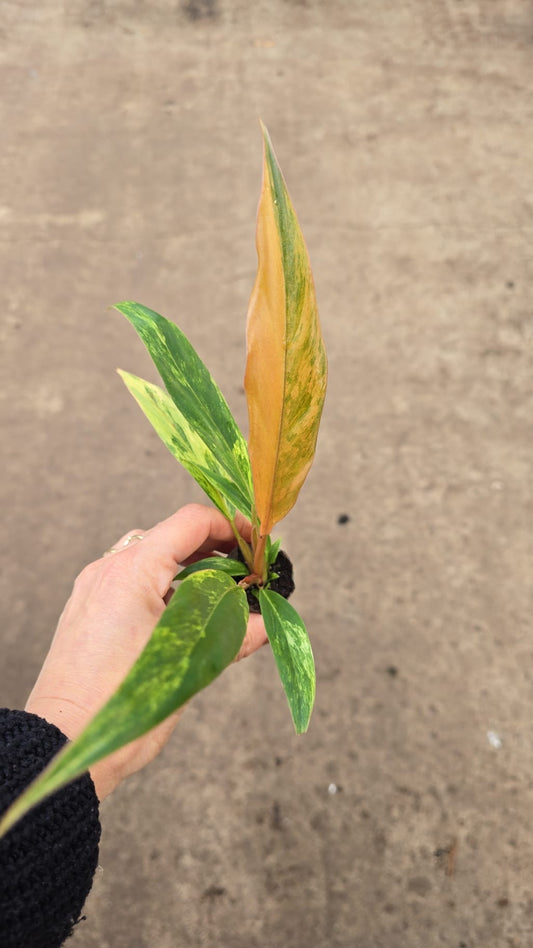 Philodendron Caramel Marble Variegata