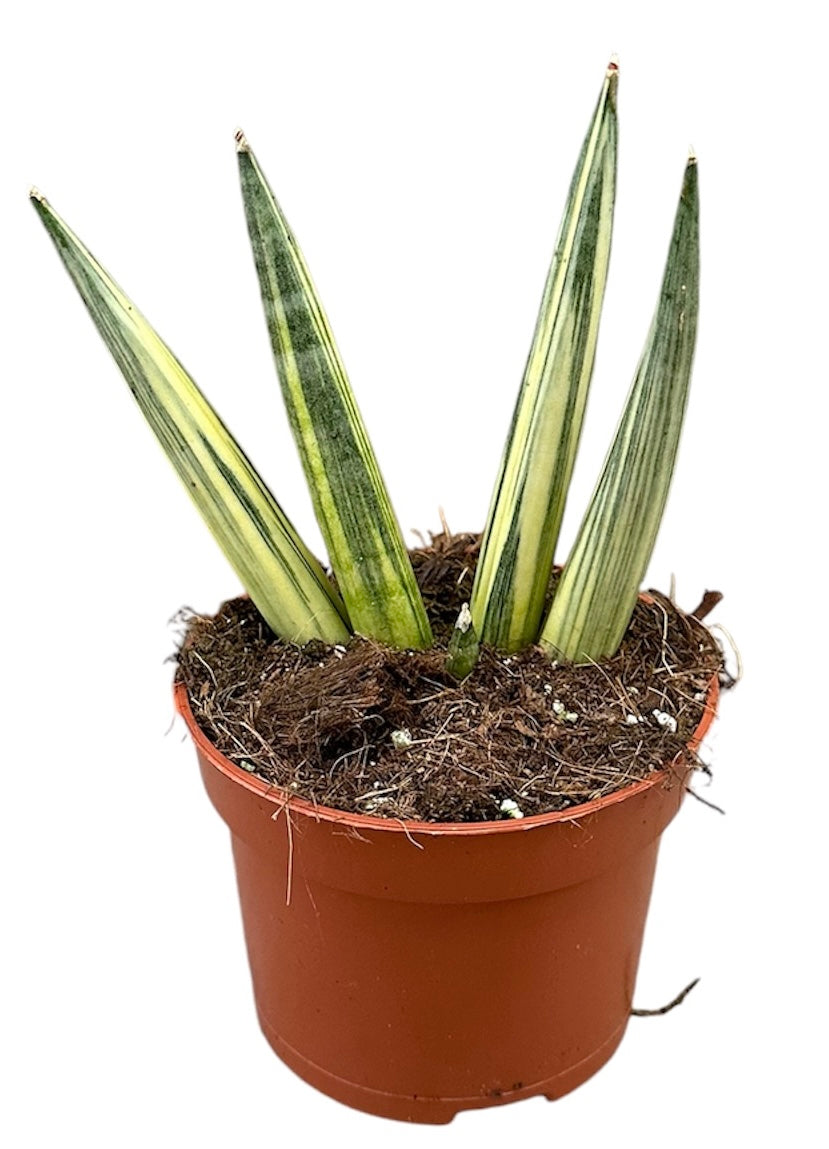 Sansevieria Boncel Variegata