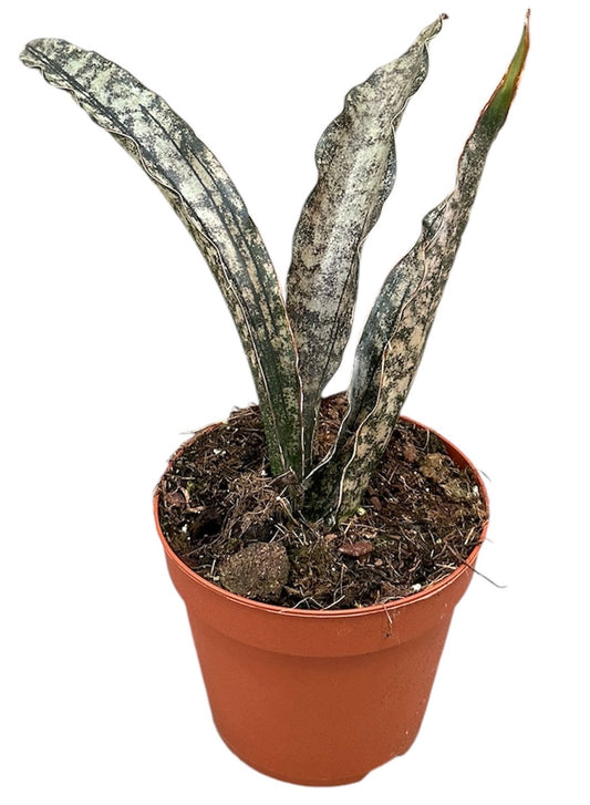 Sansevieria Kirkii Coppertone