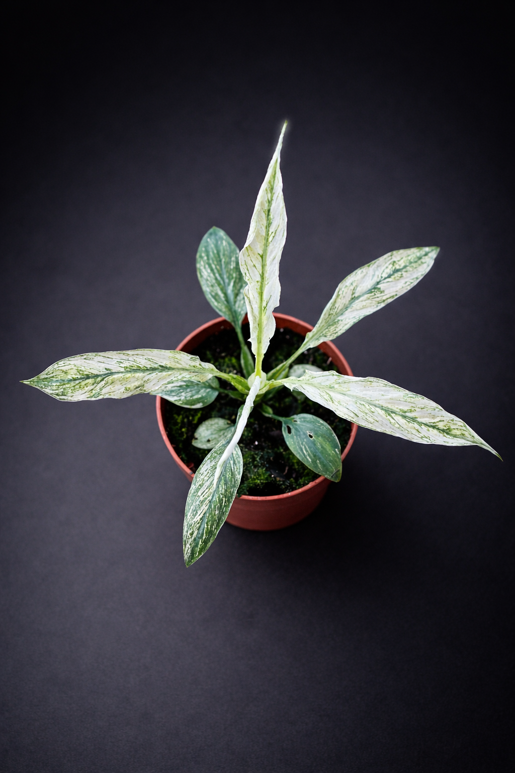 Spathiphyllum Sensation Variegata