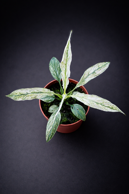Spathiphyllum Sensation Variegata