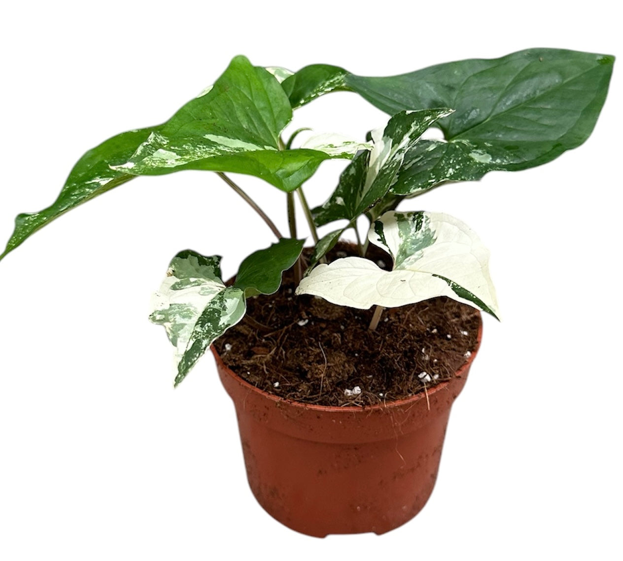 Syngonium Albo Variegata